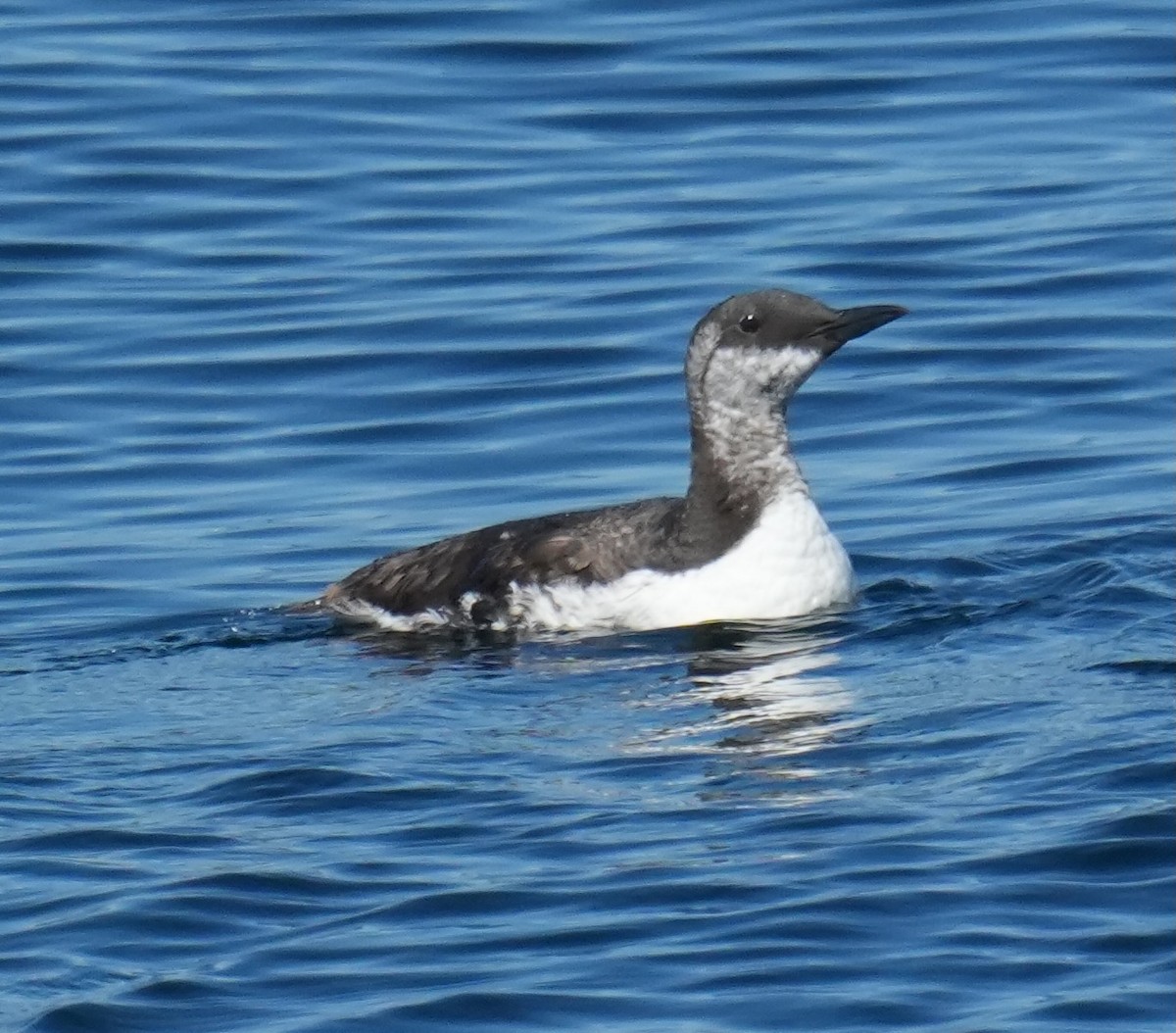 Common Murre - ML642046389