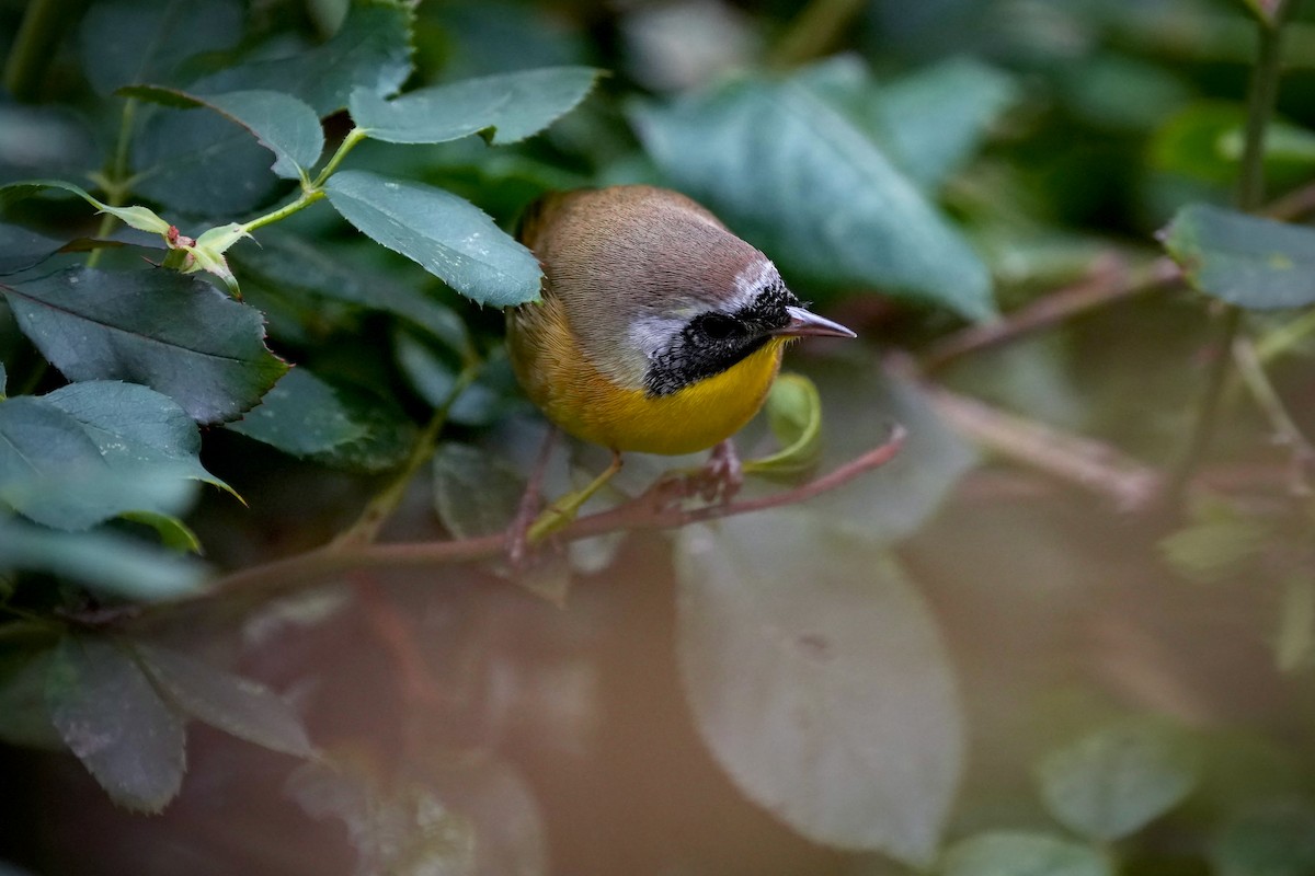 Common Yellowthroat - ML642046393
