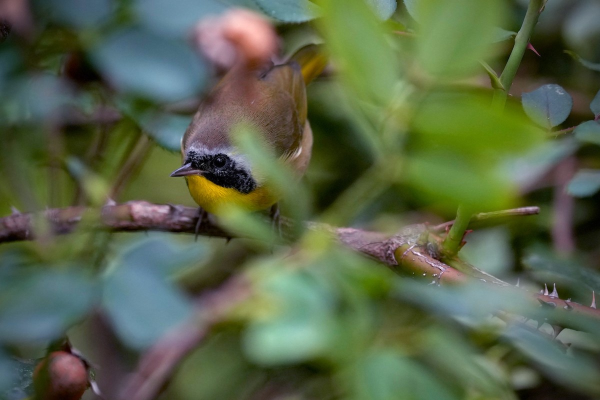 Common Yellowthroat - ML642046395