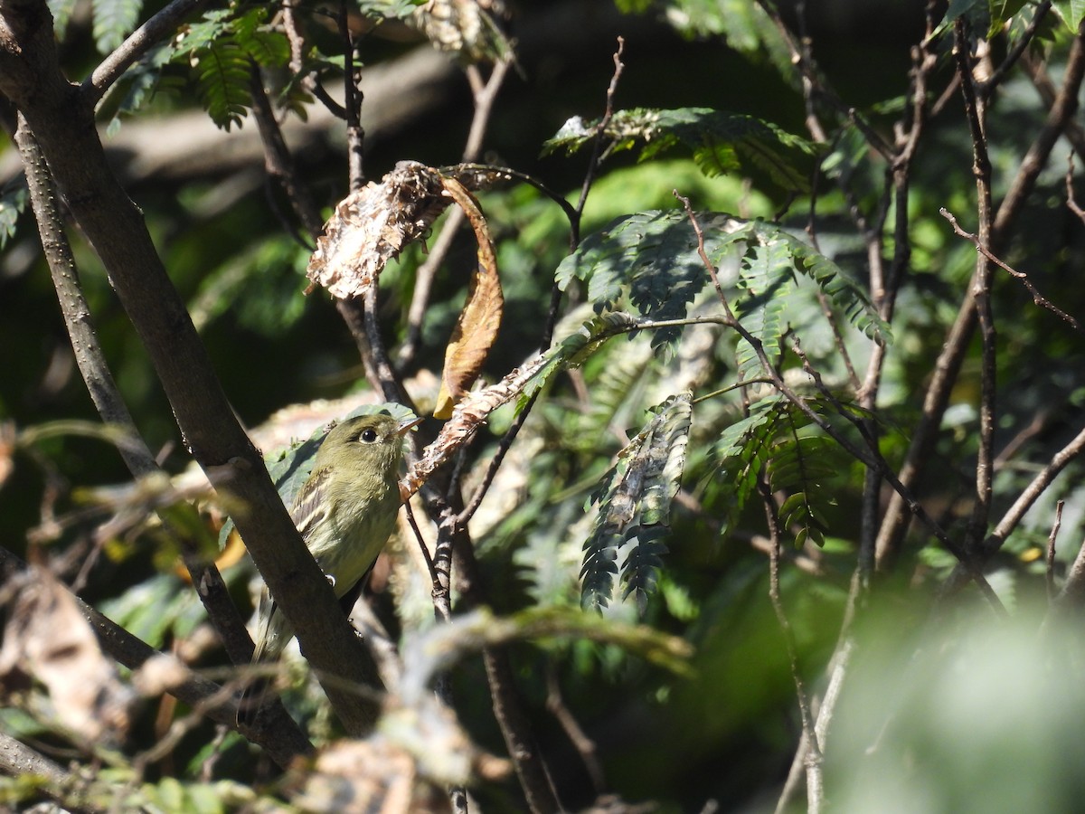 Acadian Flycatcher - ML642046396