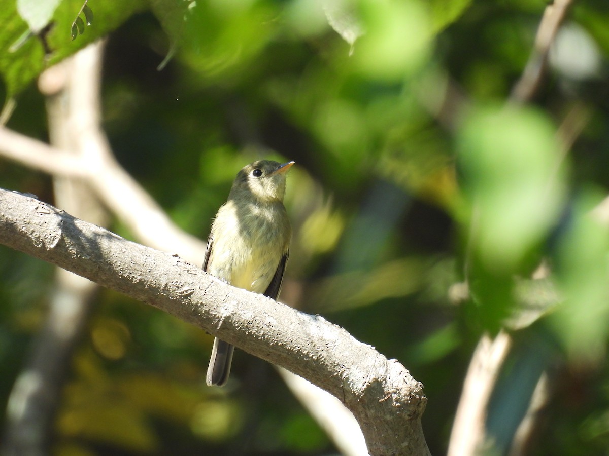 Acadian Flycatcher - ML642046397