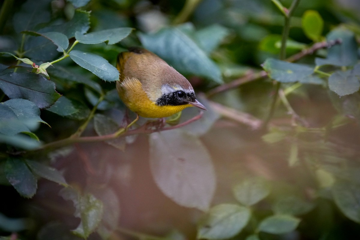 Common Yellowthroat - ML642046399