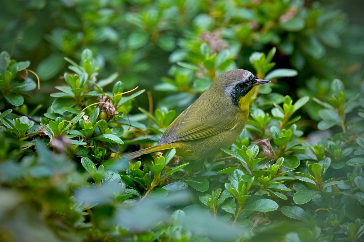 Common Yellowthroat - ML642046400