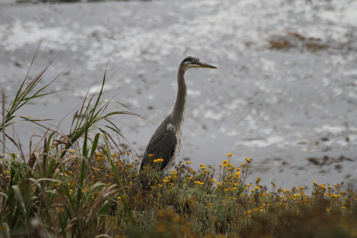 Great Blue Heron - ML642046401