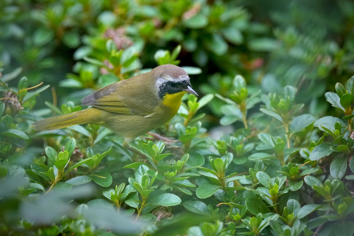 Common Yellowthroat - ML642046404