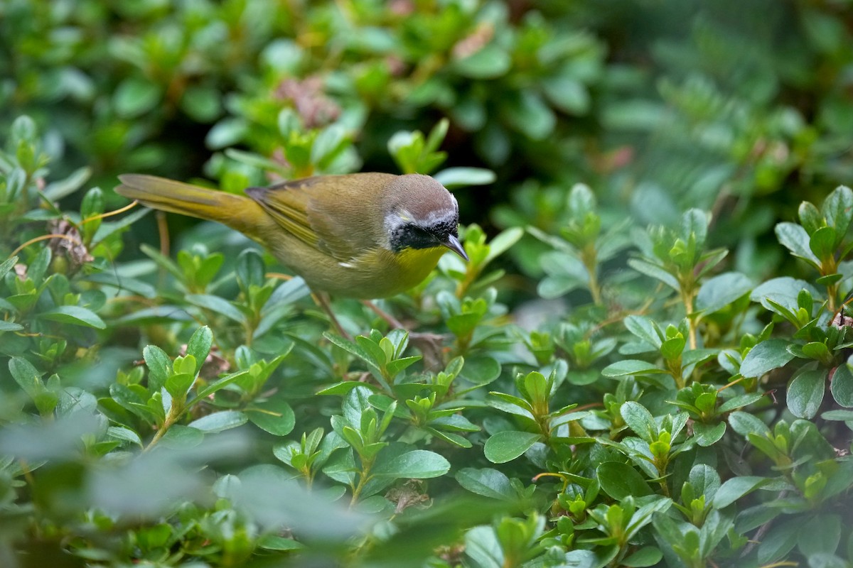 Common Yellowthroat - ML642046405