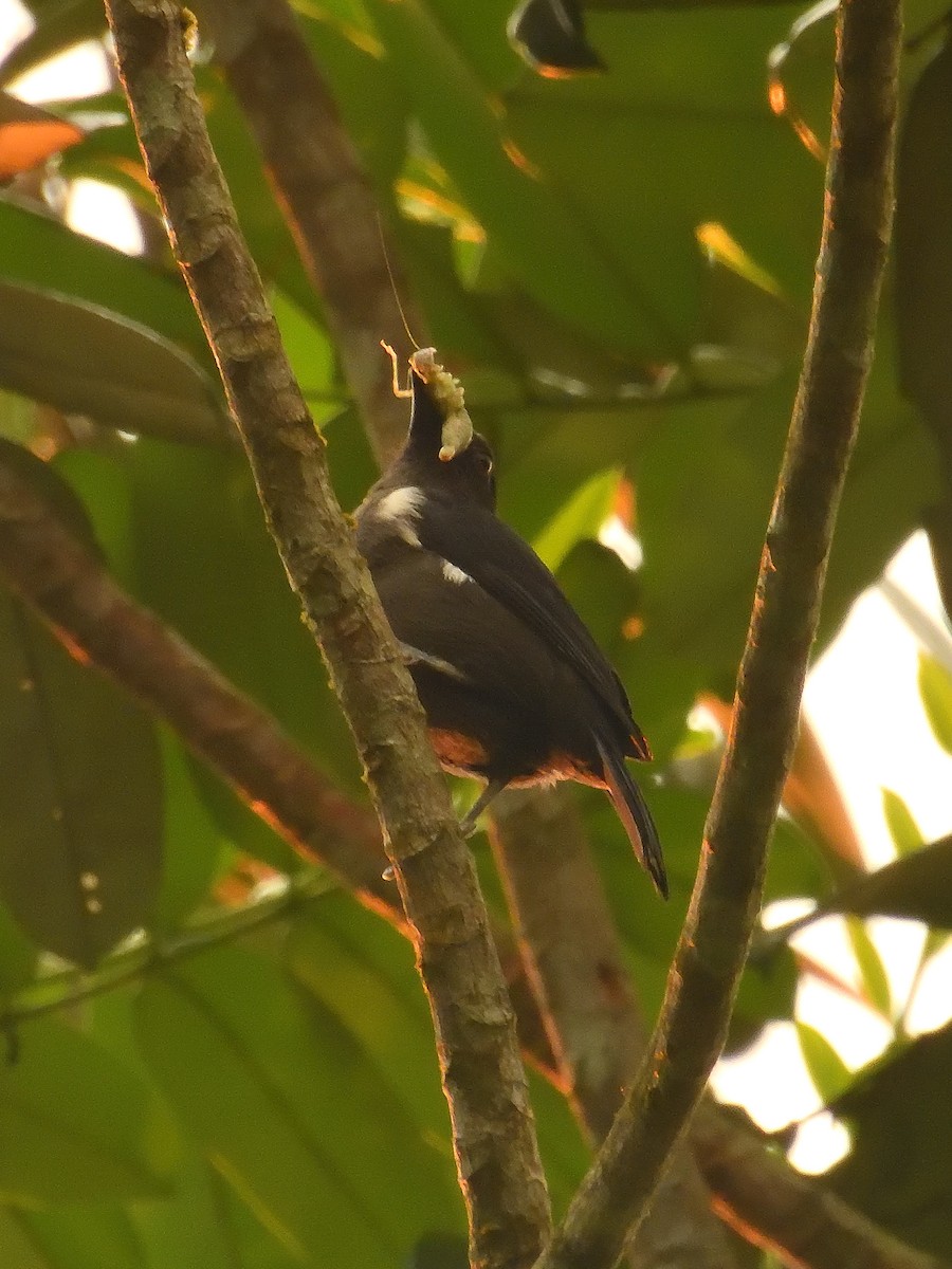 Scarlet-browed Tanager - ML642046406