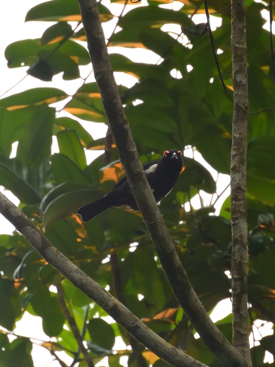 Scarlet-browed Tanager - ML642046407