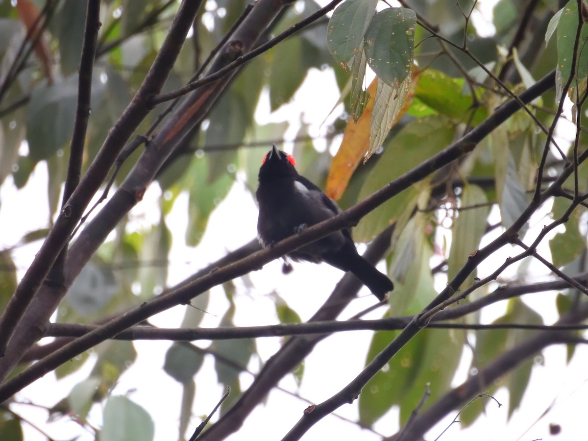 Scarlet-browed Tanager - ML642046409