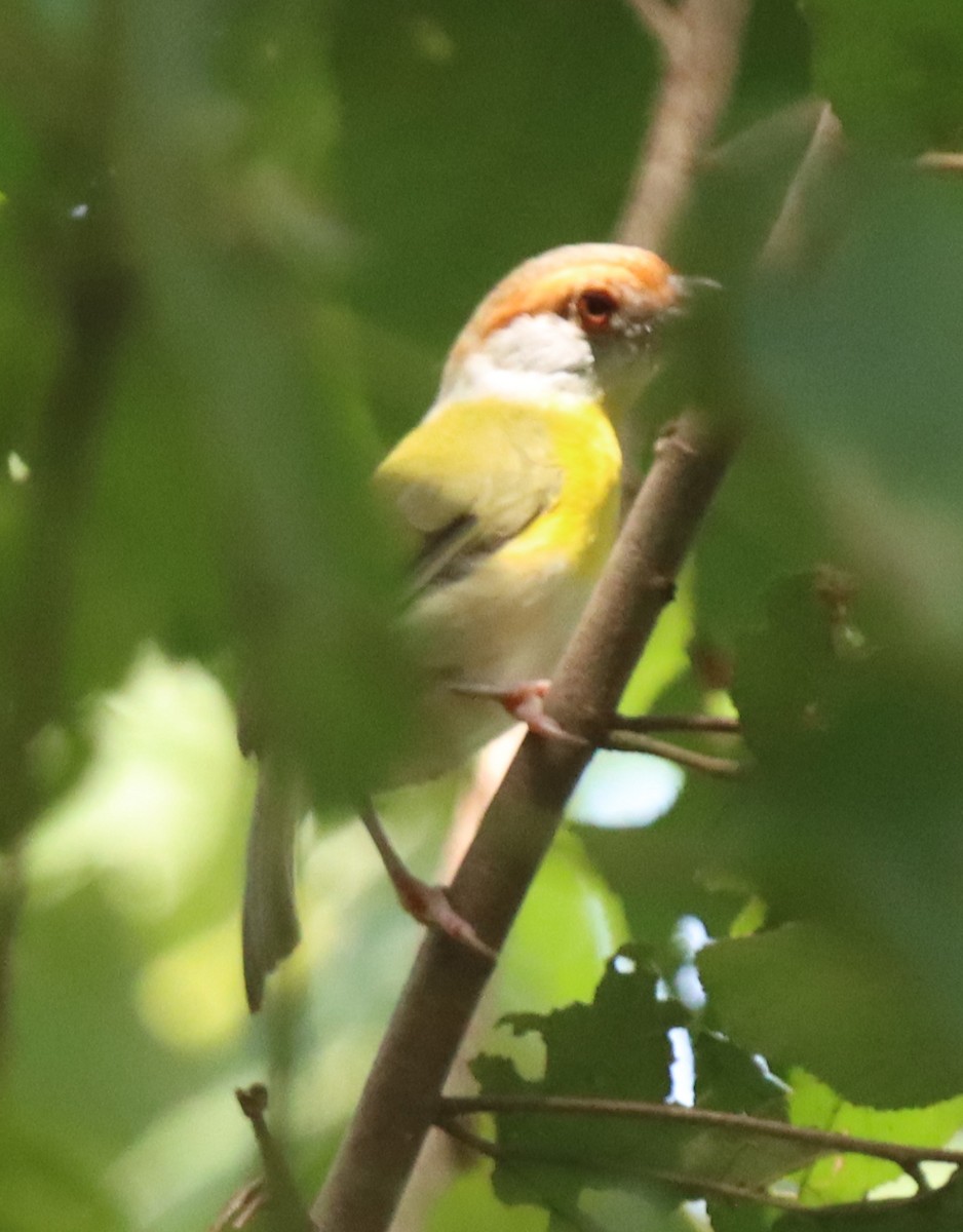 Rufous-browed Peppershrike - ML642046410