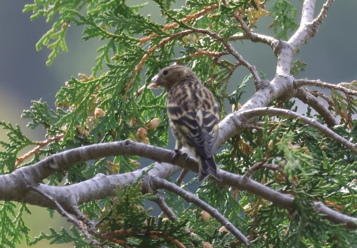 Pine Siskin - ML642046414