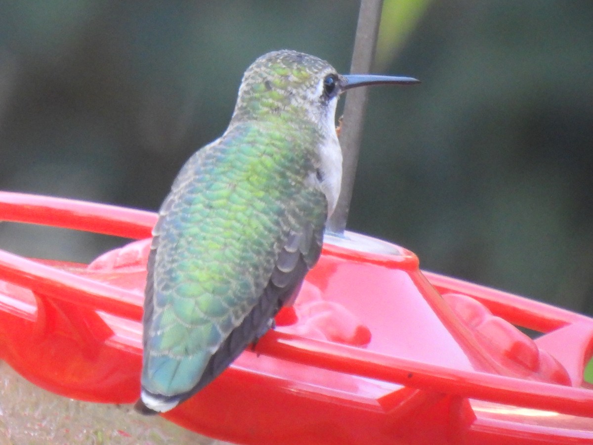 Ruby-throated Hummingbird - ML642046423