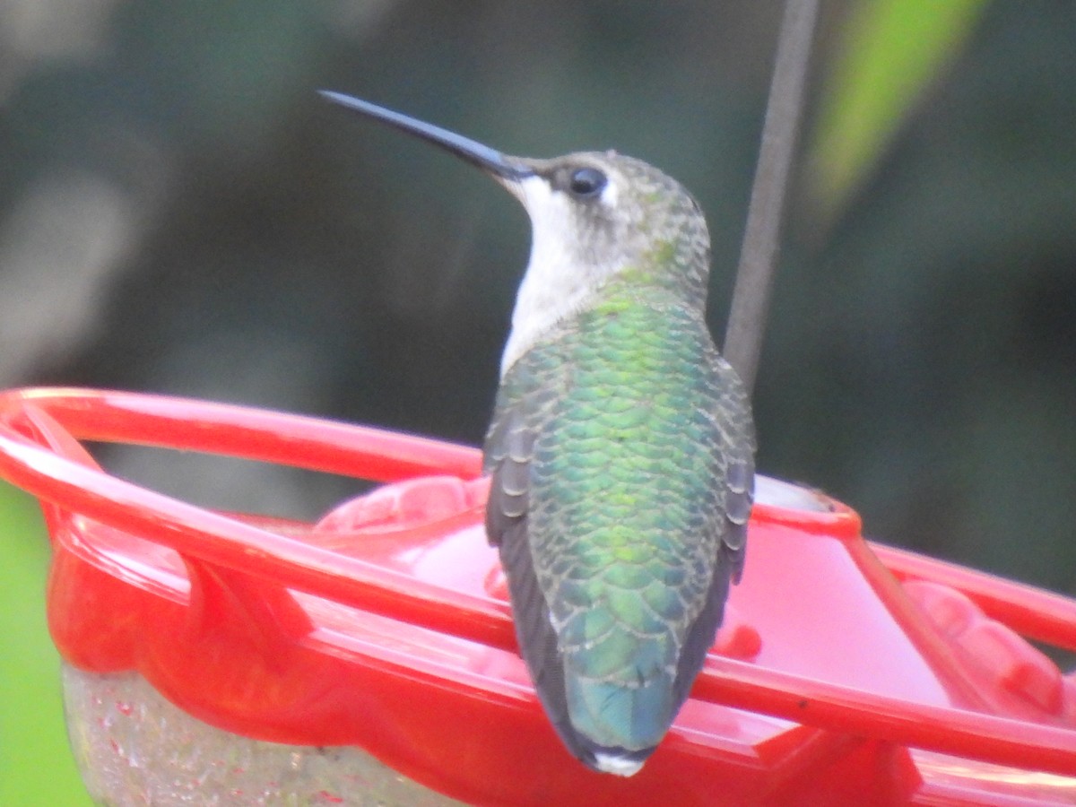 Ruby-throated Hummingbird - ML642046425