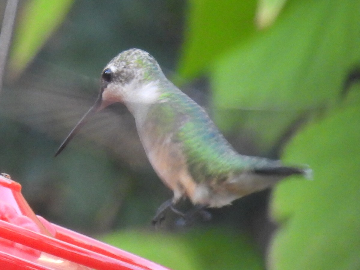 Ruby-throated Hummingbird - ML642046426