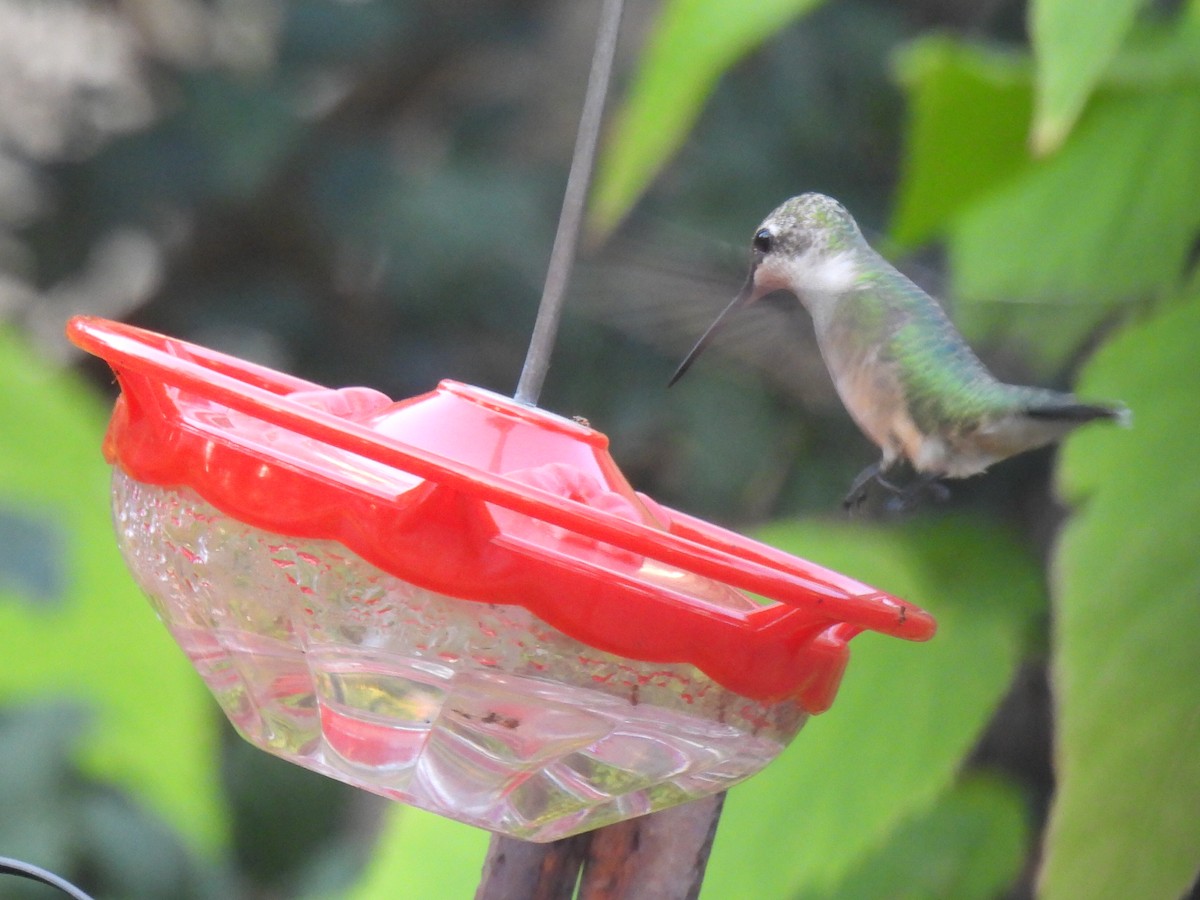 Ruby-throated Hummingbird - ML642046430