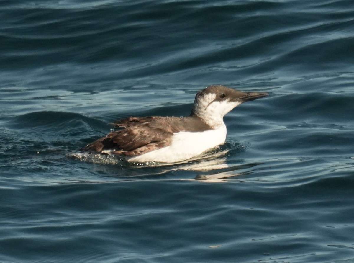 Common Murre - ML642046435