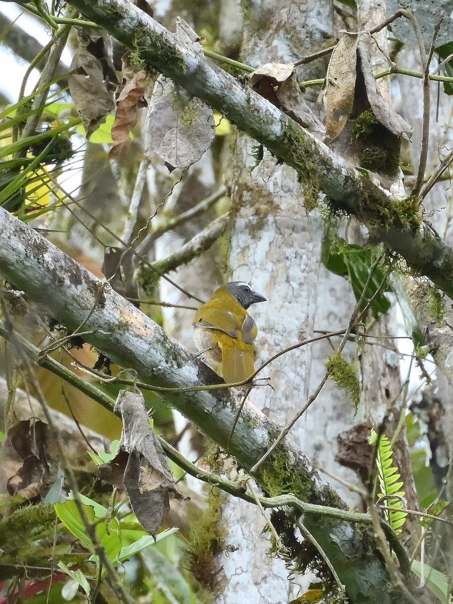 Buff-throated Saltator - ML642046442