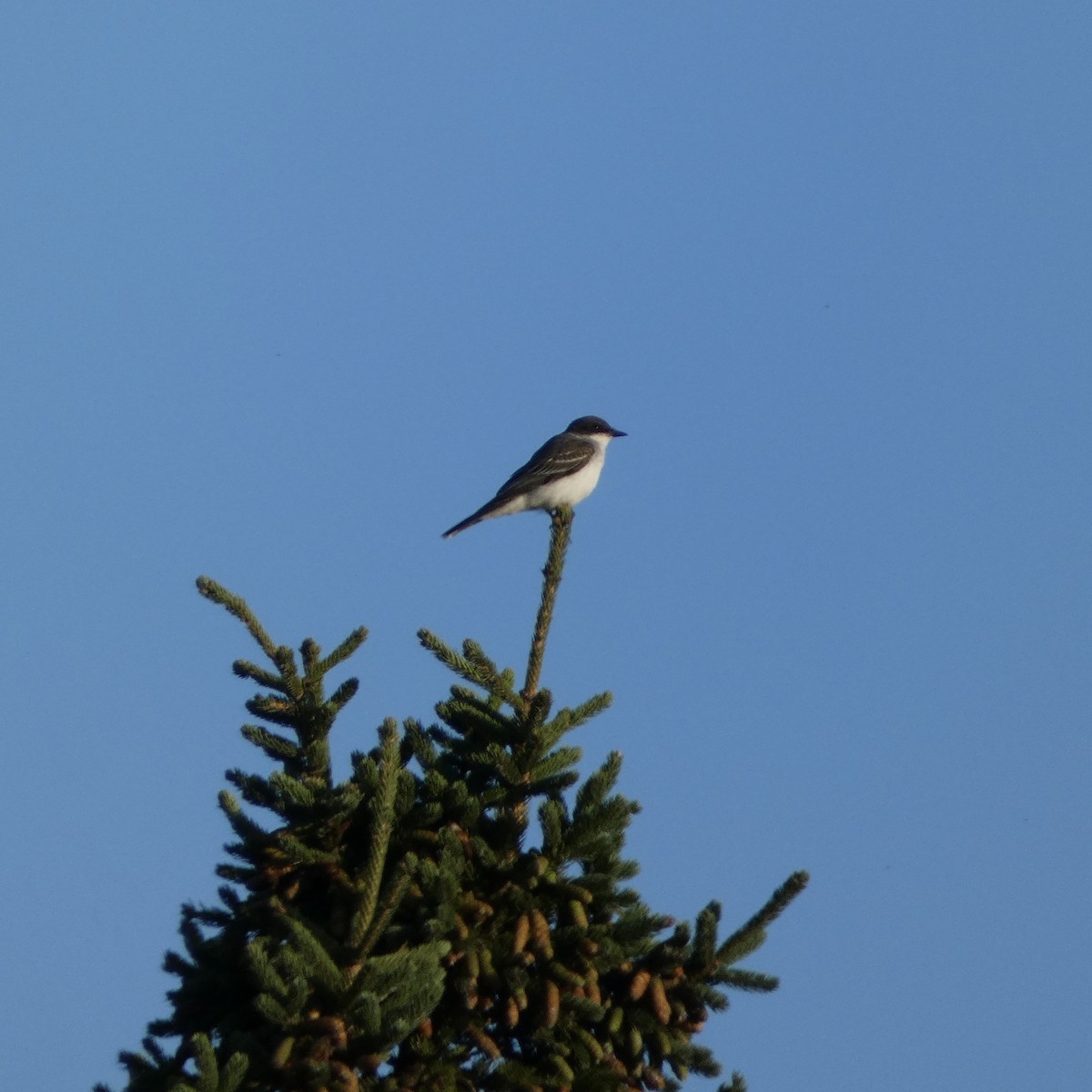 Eastern Kingbird - ML642046444