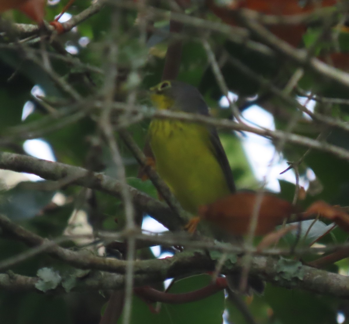 Canada Warbler - ML642046457