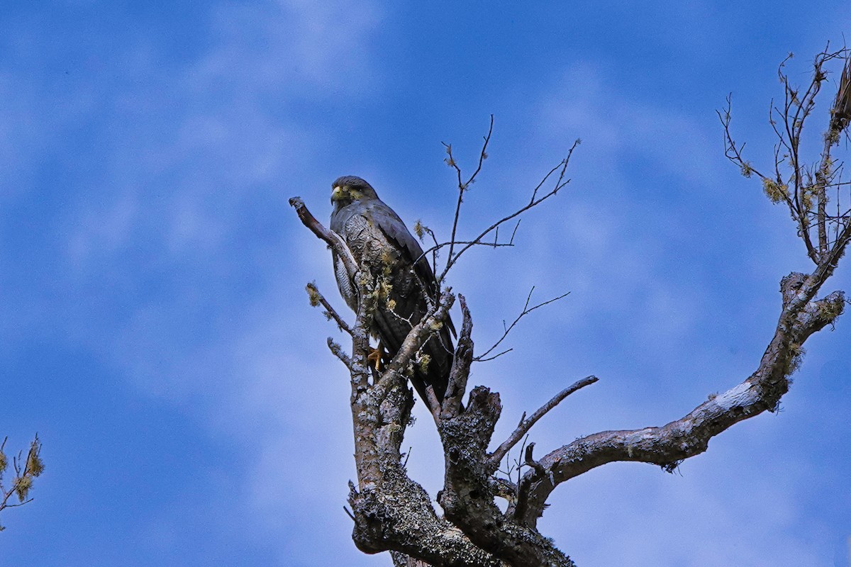 Black-chested Buzzard-Eagle - ML642046463
