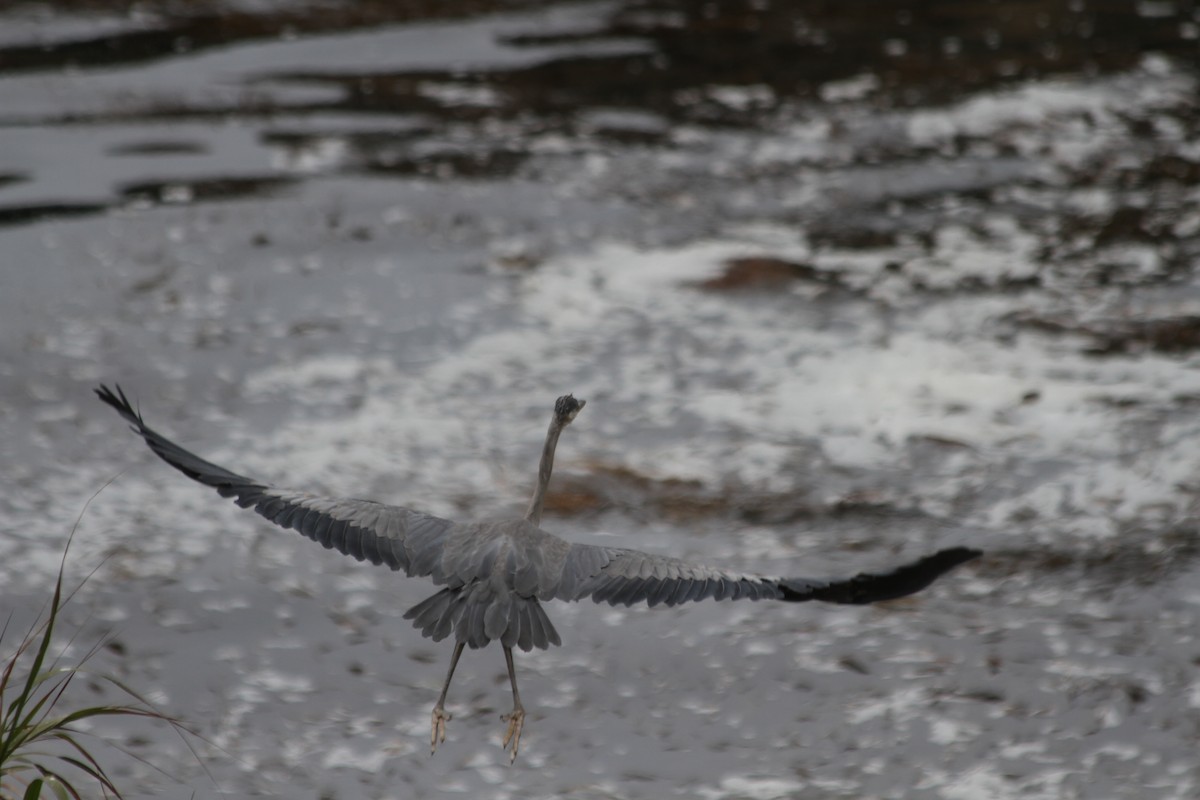 Great Blue Heron - ML642046468