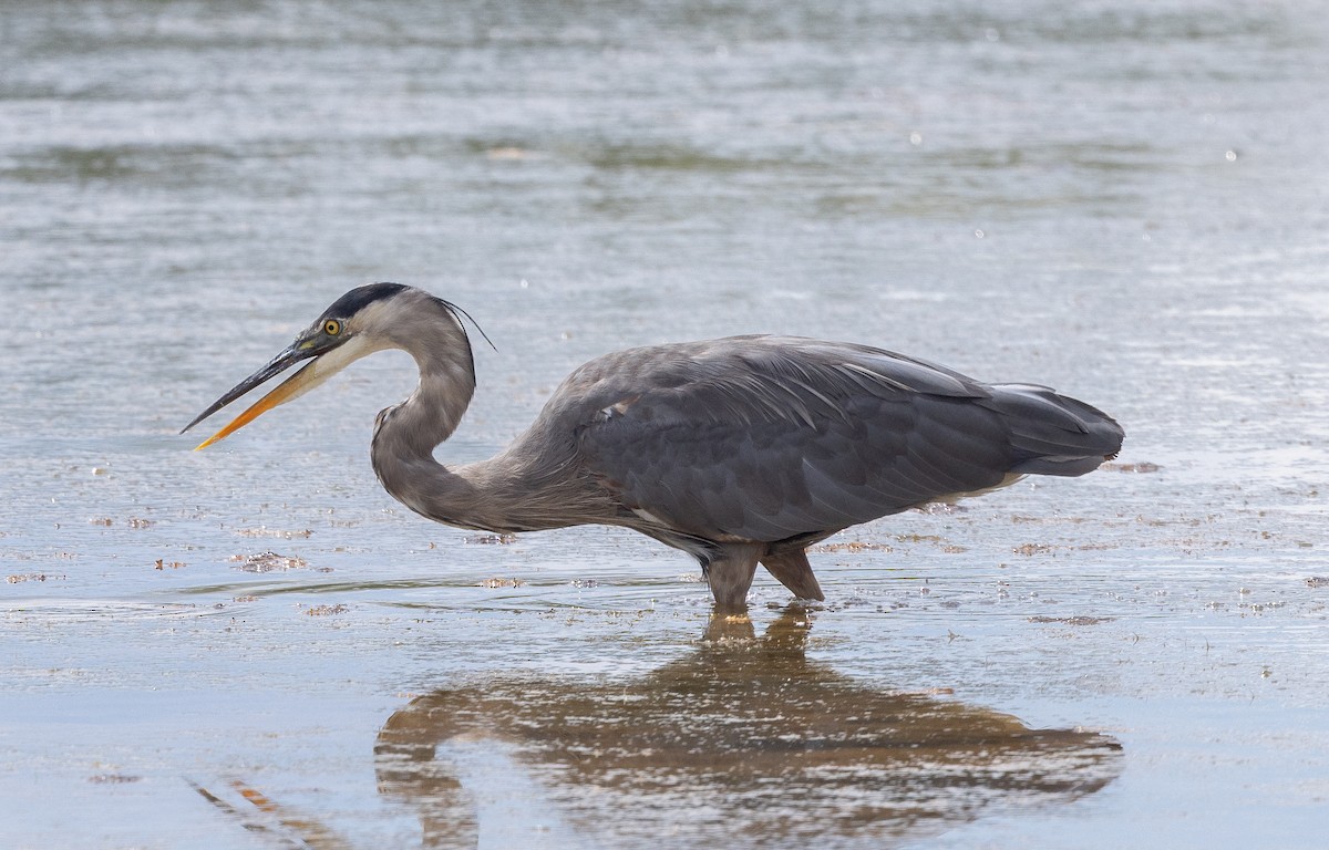 Great Blue Heron - ML642046492