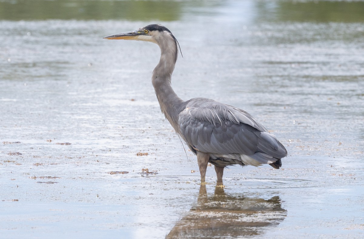 Great Blue Heron - ML642046495