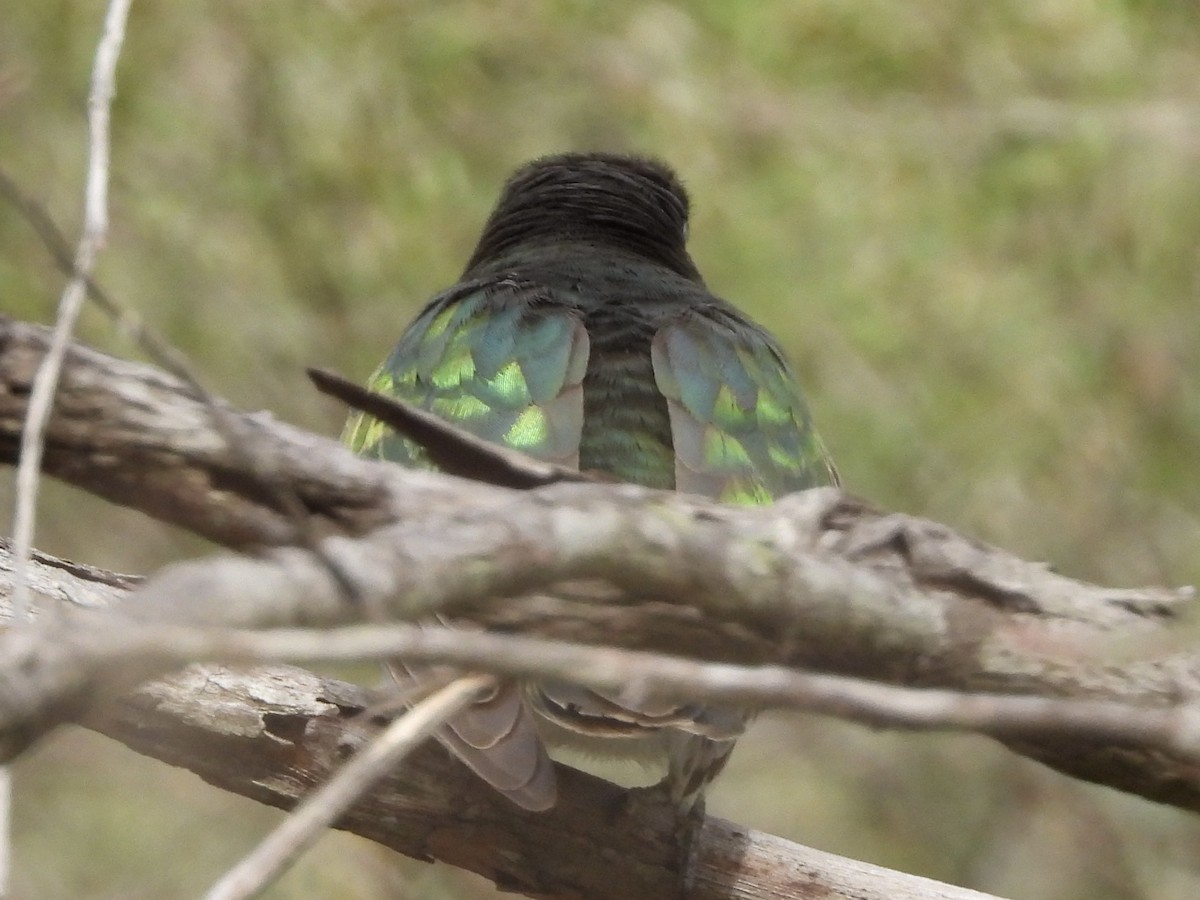 Shining Bronze-Cuckoo - ML642046523