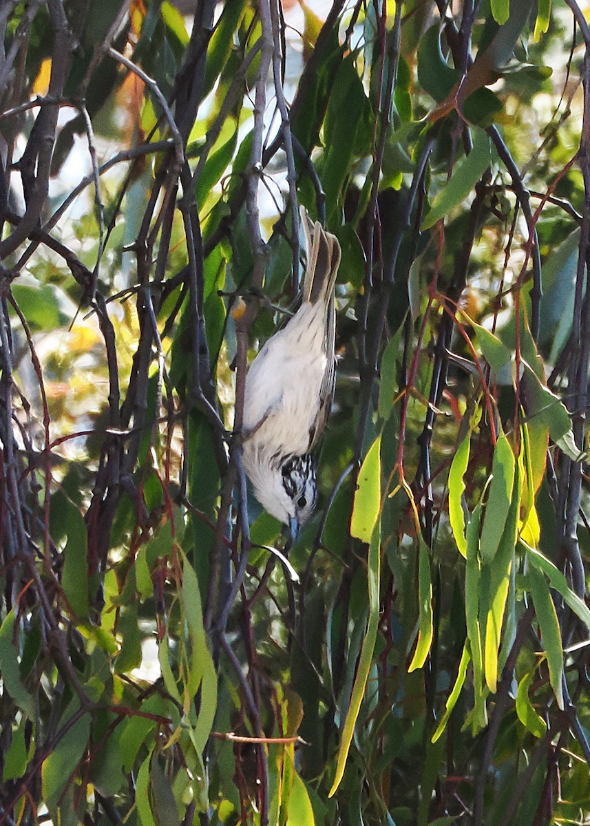 Striped Honeyeater - ML642046536