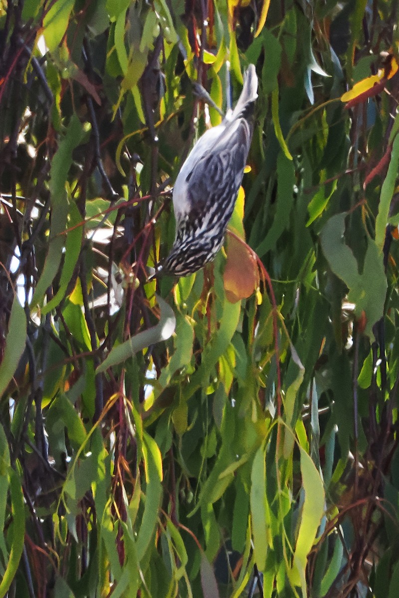 Striped Honeyeater - ML642046537