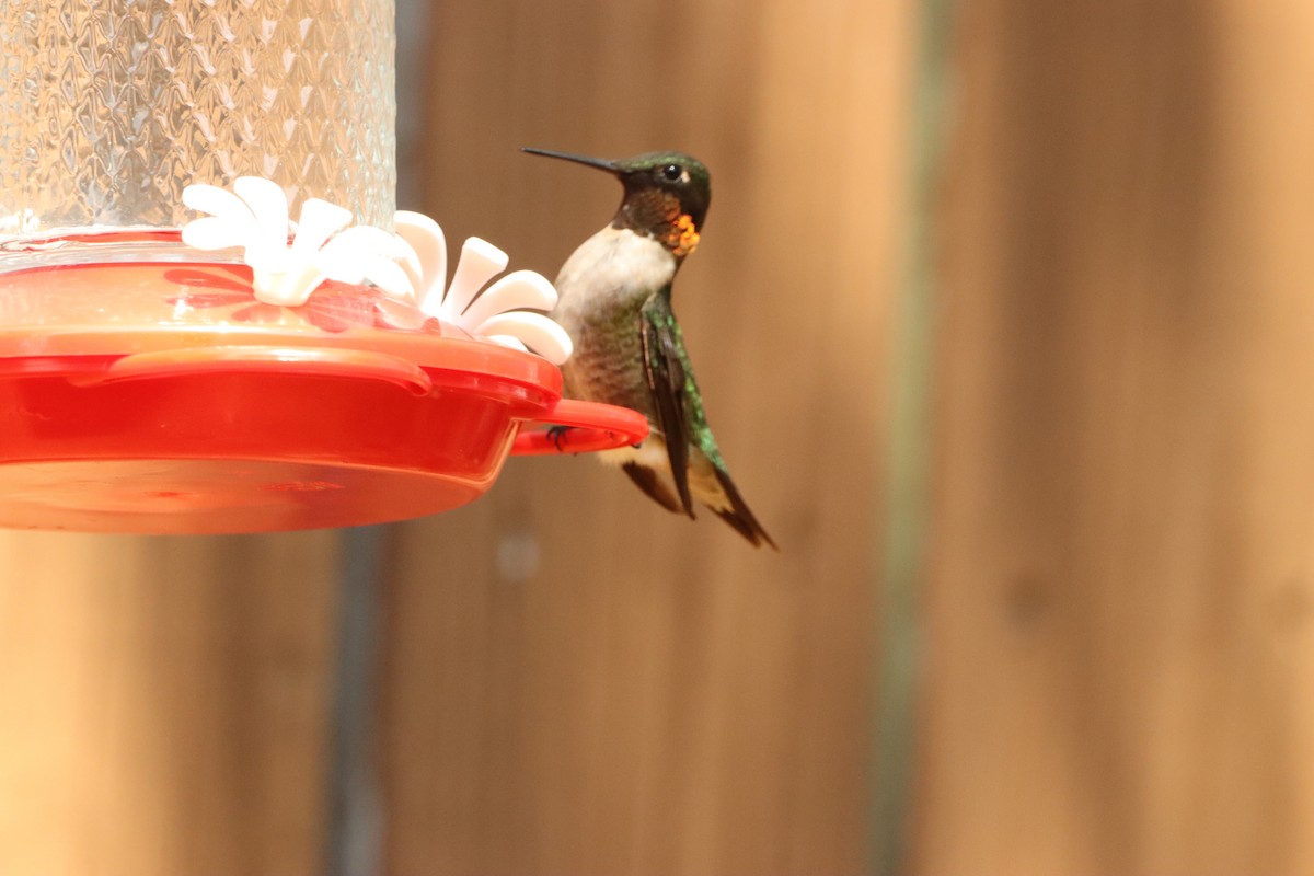 Ruby-throated Hummingbird - ML642046538