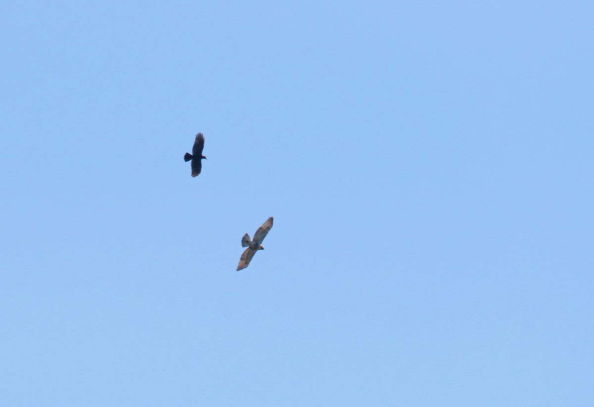 Red-tailed Hawk - ML642046551