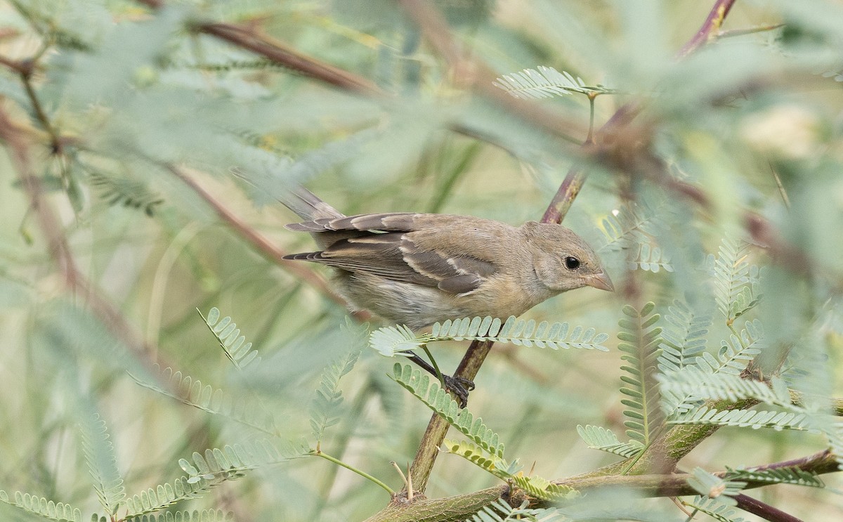 Lazuli Bunting - ML642046566