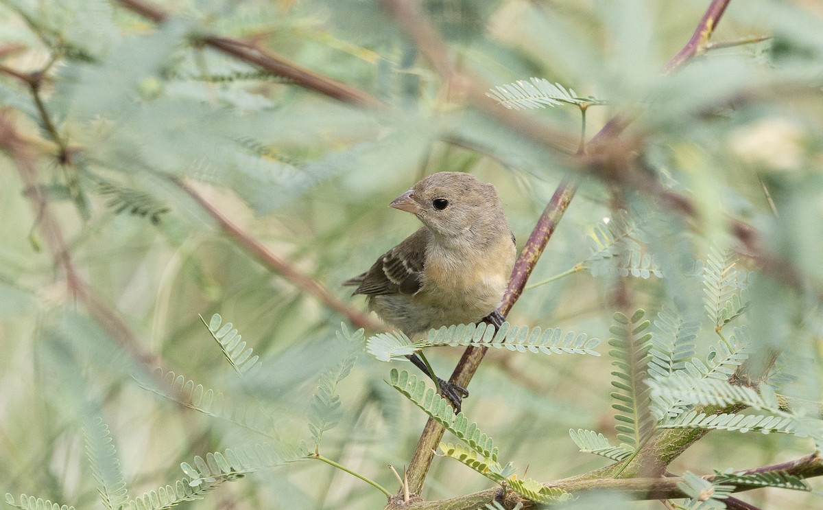 Lazuli Bunting - ML642046570