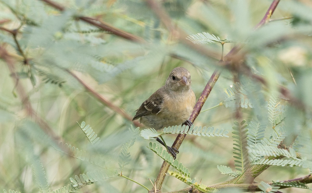 Lazuli Bunting - ML642046571