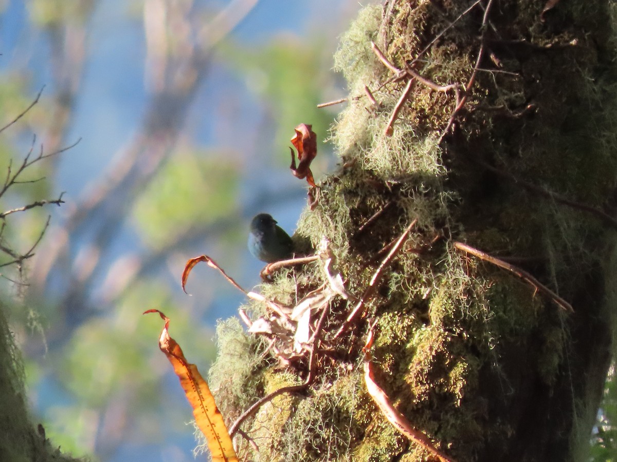 Tricolored Parrotfinch - ML642046573