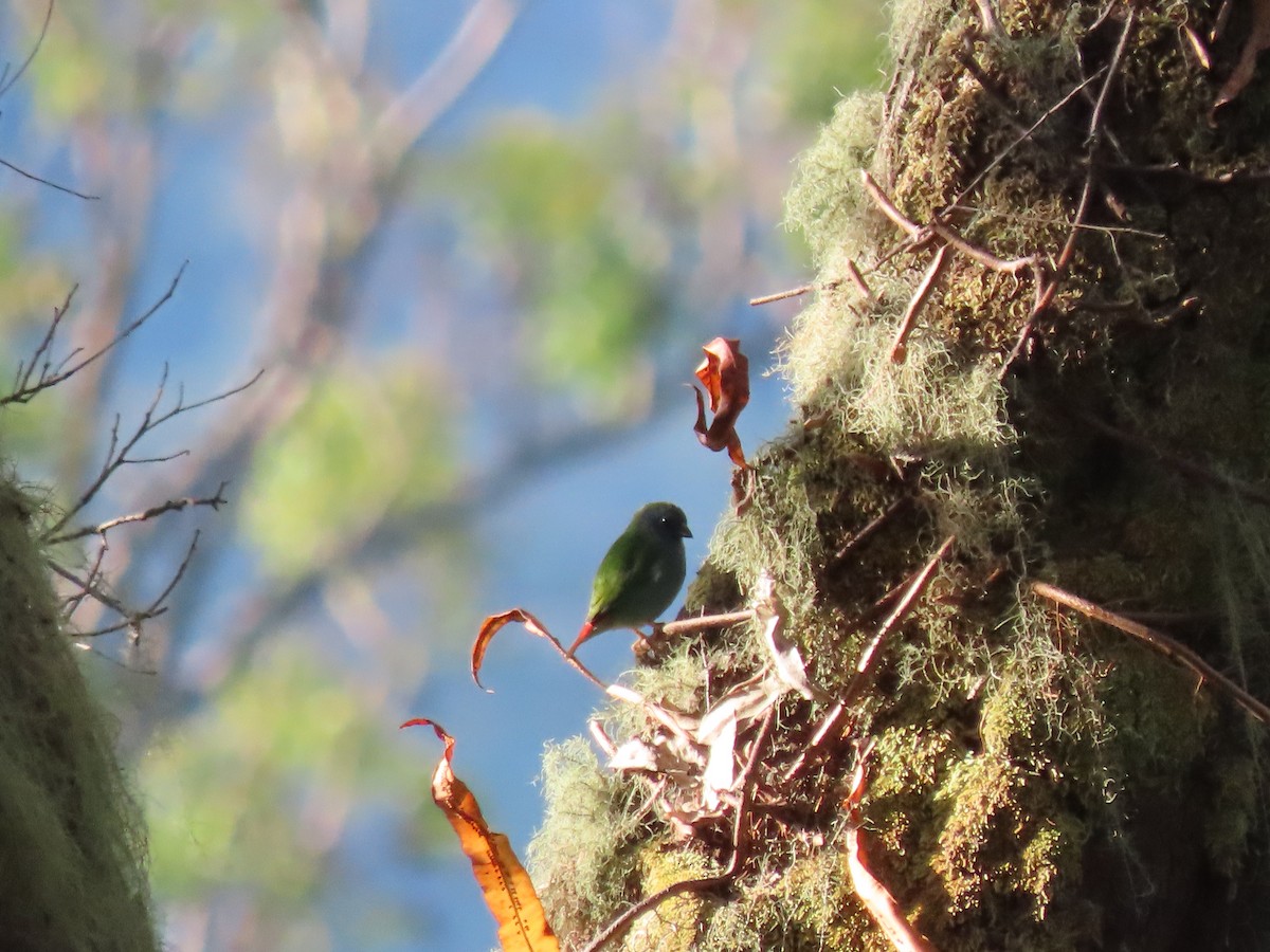 Tricolored Parrotfinch - ML642046574
