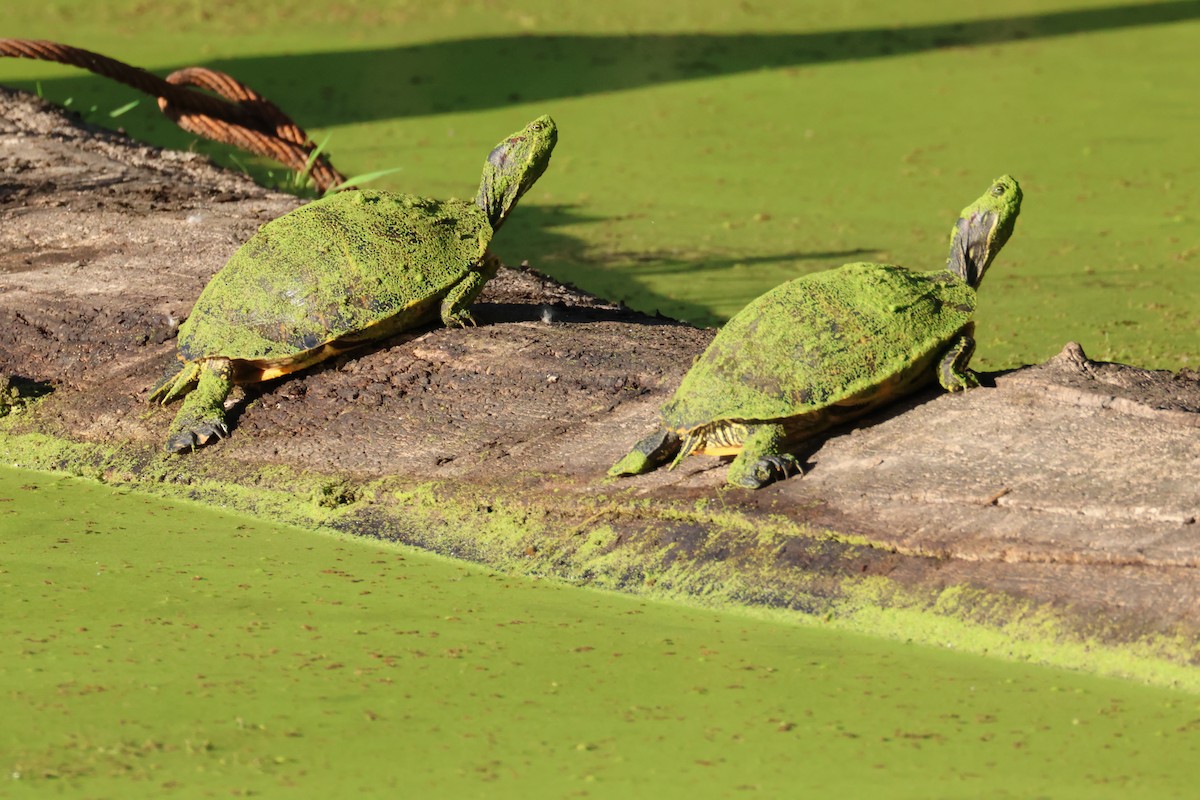 Pond Slider - ML642046586