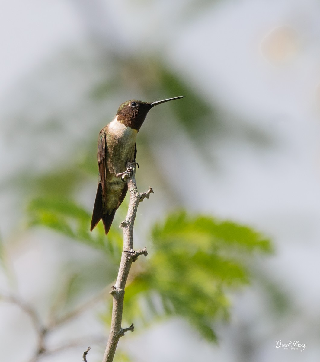 Ruby-throated Hummingbird - ML642046589