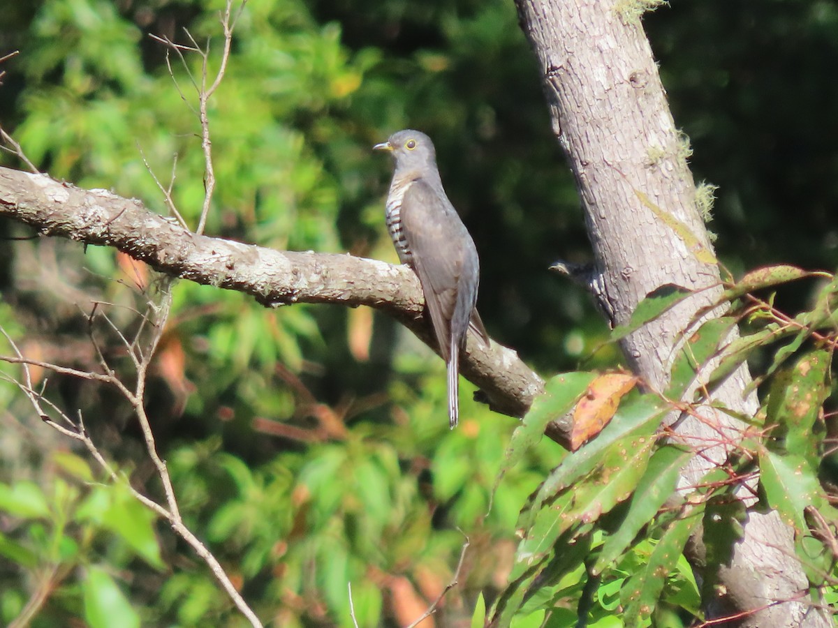 Sunda Cuckoo - ML642046599