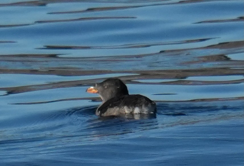 Rhinoceros Auklet - ML642046600