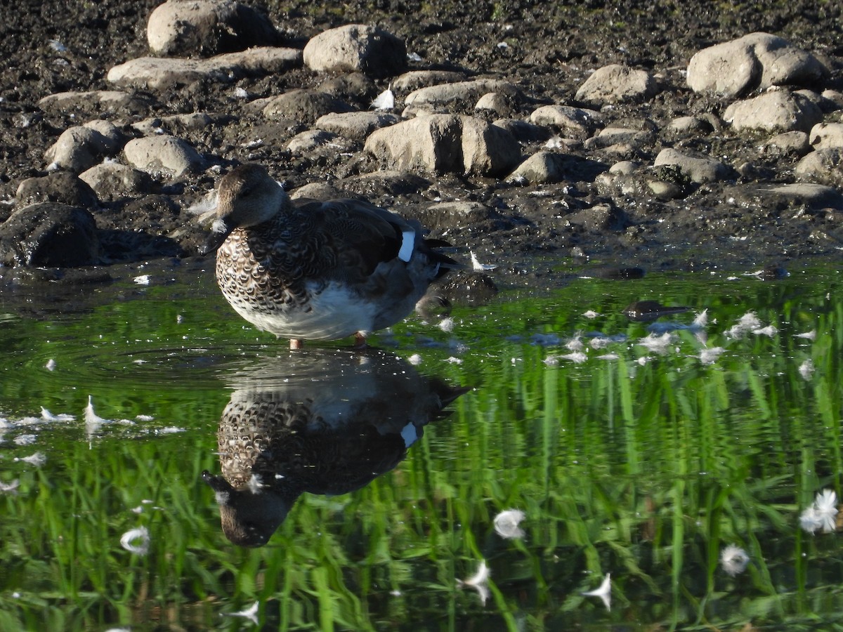 Canard chipeau - ML642046601