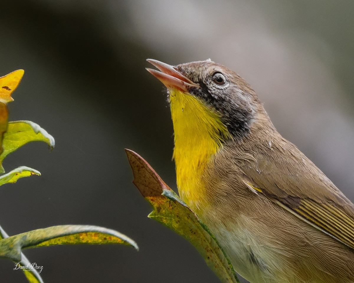 Common Yellowthroat - ML642046607