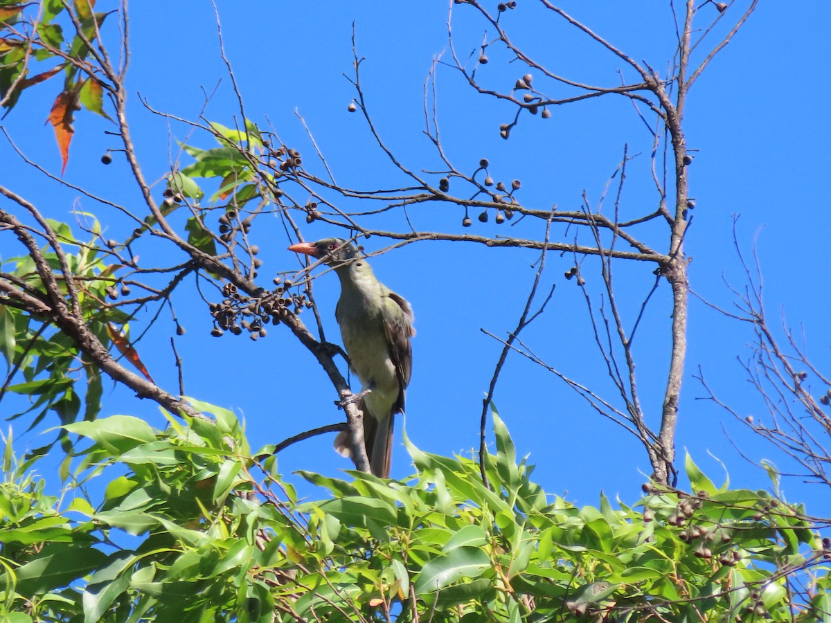 Timor Oriole - ML642046611