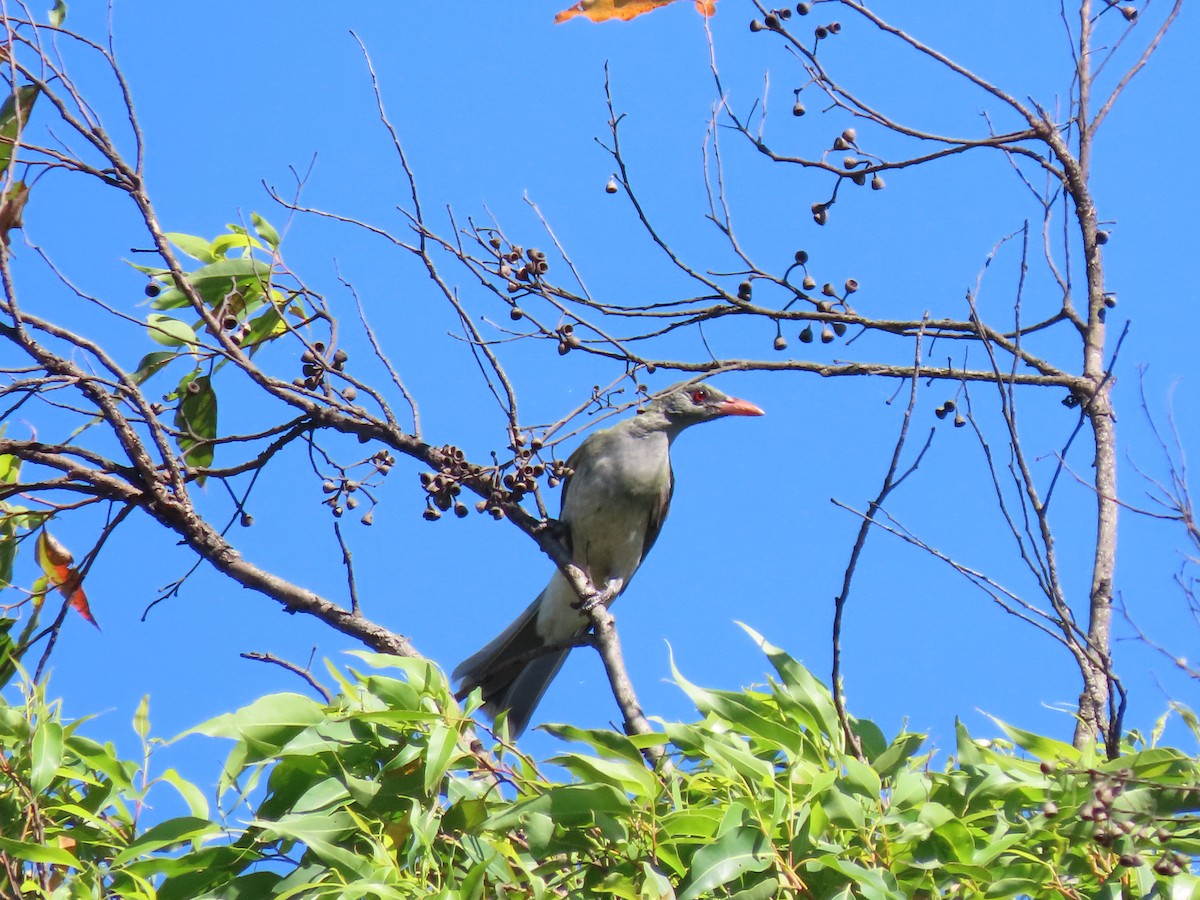 Timor Oriole - ML642046612