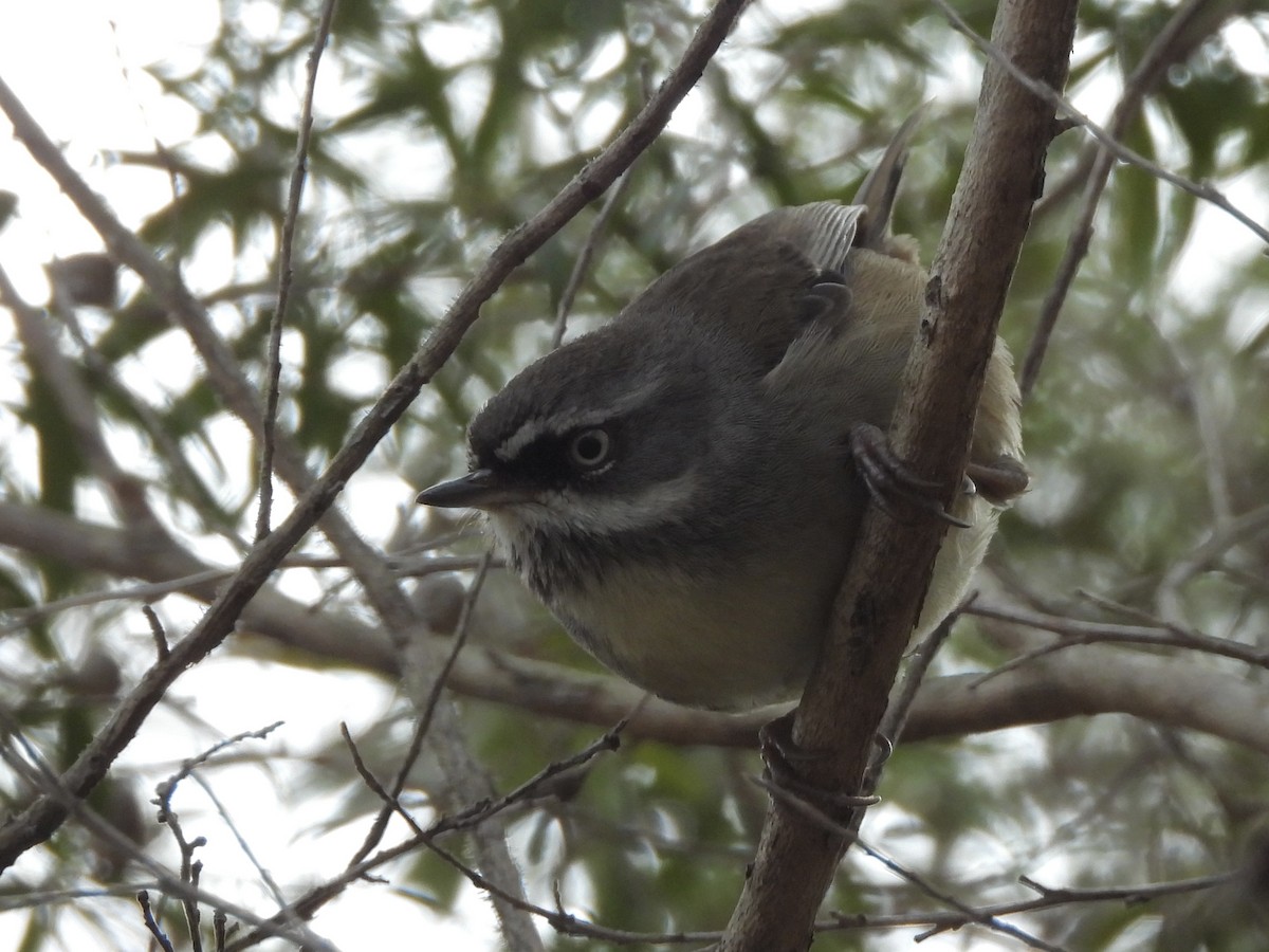 White-browed Scrubwren - ML642046613