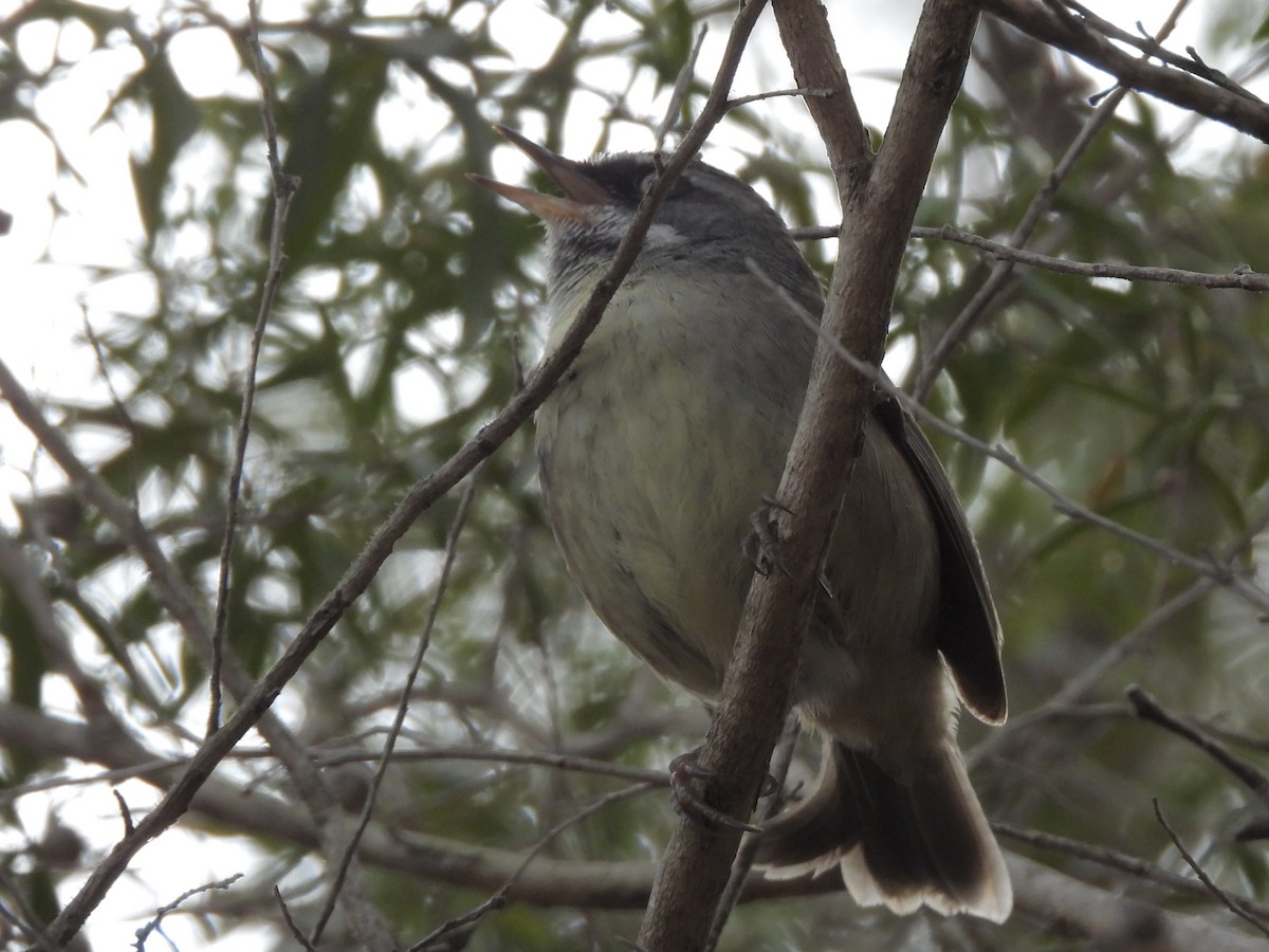 White-browed Scrubwren - ML642046614