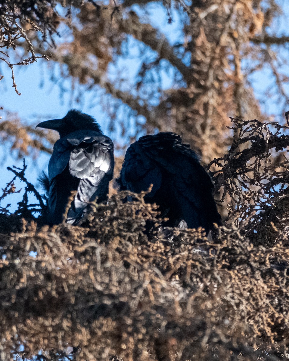 ravn - ML642046623