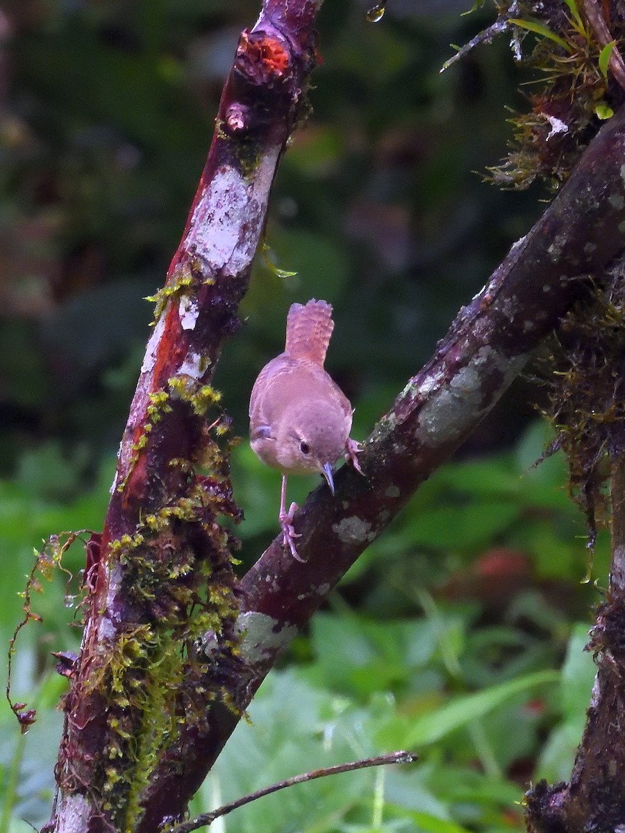Southern House Wren - ML642046625