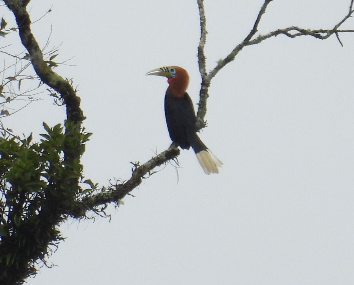 Rufous-necked Hornbill - ML642046629